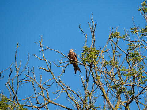 A Red Kite In Croydon, London