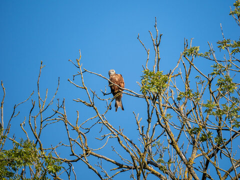 A Red Kite In Croydon, London