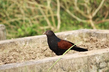 Greater Coucal in a Feeding Trough: A solitary Greater Coucal, a large cuckoo bird with iridescent dark plumage and striking rufous wings, stands alert within a rustic concrete feeding trough. © Miju