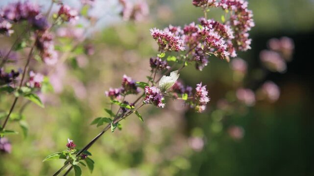 Small white butterfly pollinating purple oregano flowers, close-up of Pieris napi sitting on blooming Origanum vulgare blossom, macro nature shot with beautiful soft bokeh background.