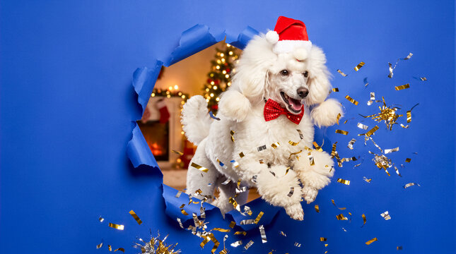 White poodle jumping through torn blue paper background with festive confetti and christmas tree in backdrop. Holiday celebration, pet photography, seasonal advertising.