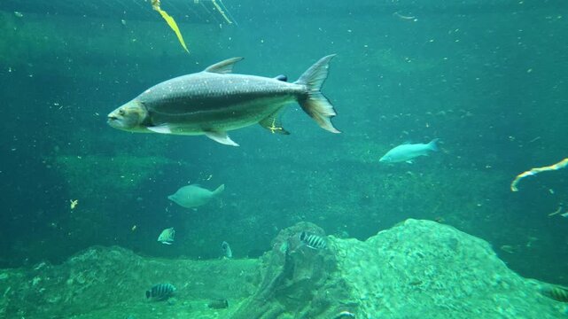 underwater fish swimming past rocky aquarium habitat as large silver fish moves across blue green water with smaller tropical fish below in marine aquatic scene