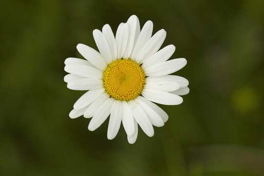 View of an ox-eye daisy flower with white petals and a yellow center against a blurred green background in United Kingdom.