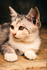 portrait of a cat © Solih