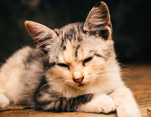 portrait of a cat © Solih