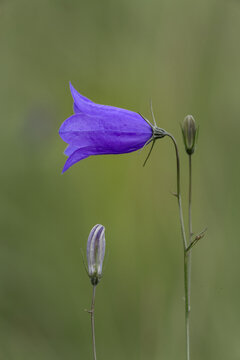 View of a purple harebell flower with a bud against a soft green background in United Kingdom.
