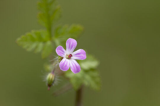 View of a delicate pink Herb Robert flower with its characteristic five-petaled bloom and green foliage against a soft-focus natural background in the United Kingdom.