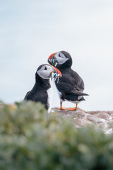 Fototapeta premium Atlantic puffins resting on sunlit coastal rocks on the Farne Islands, Northumberland, captured during bright early‑summer conditions, June 2026