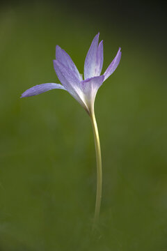 View of a single purple Autumn Crocus flower with delicate petals and water droplets, captured in soft focus against a lush green meadow in Northamptonshire, United Kingdom.