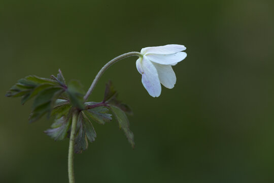 View of a delicate white Wood Anemone flower with green leaves against a soft dark background in Cambridgeshire, United Kingdom.