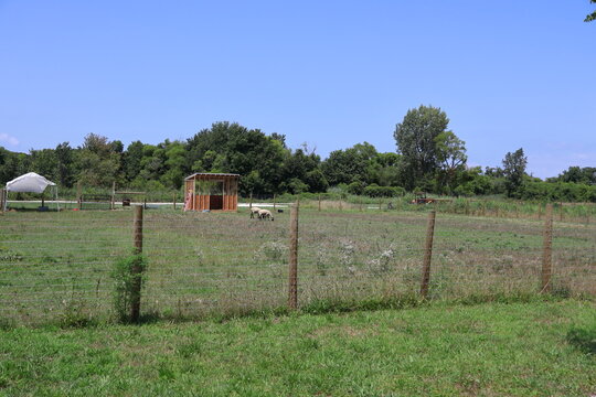 Two lambs grazing in the pasture in the countryside.