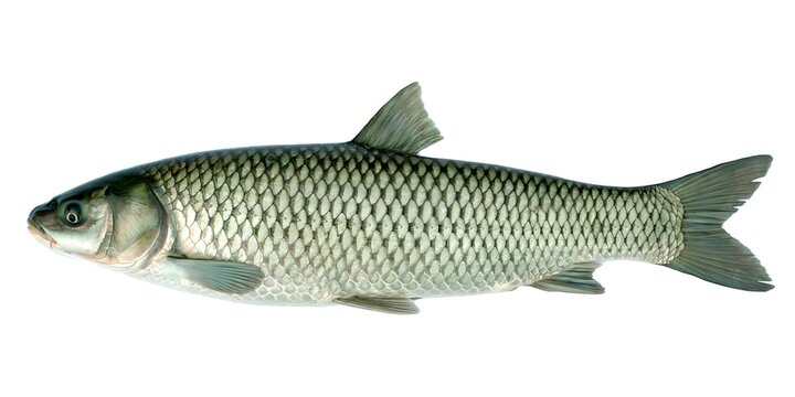 Freshwater river fish with freshwater, wildlife