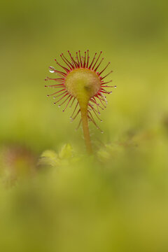 View of a Common Sundew plant with sticky glandular tentacles and a dew drop against a soft green background in the United Kingdom.