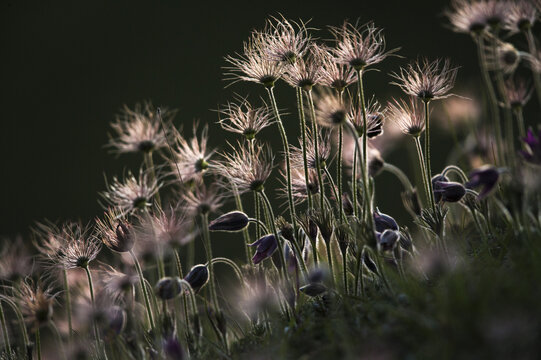 View of Pasque flowers blooming in a field with soft backlighting and delicate seed heads in Cambridgeshire, United Kingdom.