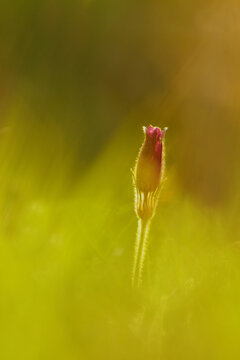 View of a Pasque flower bud glowing in warm golden hour light with soft focus green background in Cambridgeshire, United Kingdom.