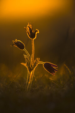 View of a Pasque Flower backlit by the warm golden hour sun in a meadow in Cambridgeshire, United Kingdom.