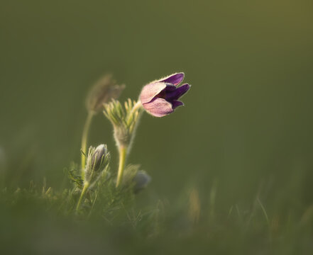 View of a purple Pasque flower blooming in a grassy field in Cambridgeshire, United Kingdom.
