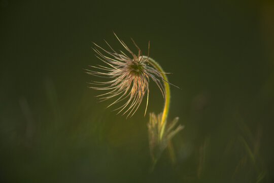 View of a Pasque flower backlit by soft golden light in a meadow in Cambridgeshire, United Kingdom.