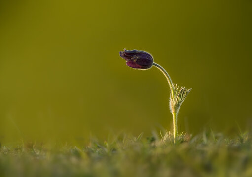View of a single Pasque flower backlit by the golden hour sun in a grassy field in Cambridgeshire, United Kingdom.