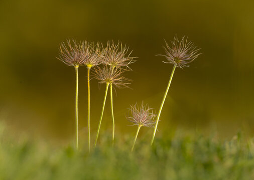 View of Pasque flower seed heads standing in a grassy field in Cambridgeshire, United Kingdom.