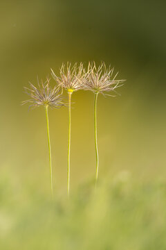 View of three delicate Pasque Flower seed heads with feathery plumes against a soft blurred green background in Cambridgeshire, United Kingdom.