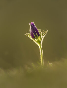 View of a single purple Pasque flower bud with a fuzzy stem backlit by soft light in Cambridgeshire, United Kingdom.