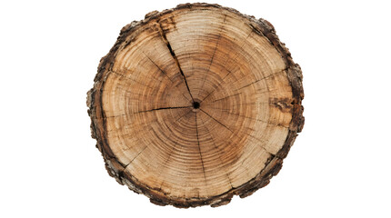 Fototapeta premium Cross section of a weathered tree trunk showing annual growth rings and bark.