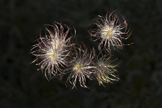 View of the delicate, feathery seed heads of a Pasque flower with wispy, thread-like structures against a dark, blurred background in Cambridgeshire, United Kingdom.