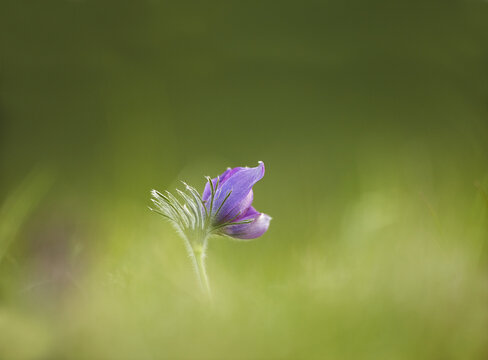 View of a single purple Pasque flower blooming in a green meadow in Cambridgeshire, United Kingdom.