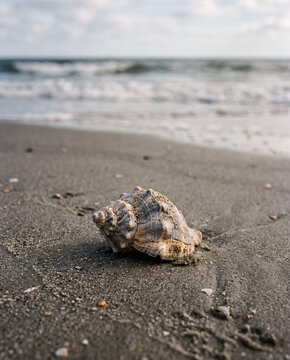 Close up of a naturally weathered seashell