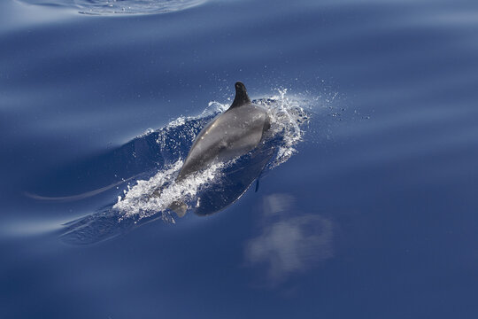 View of a bottlenose dolphin swimming through deep blue ocean waters, creating a splash near the surface in Madeira.