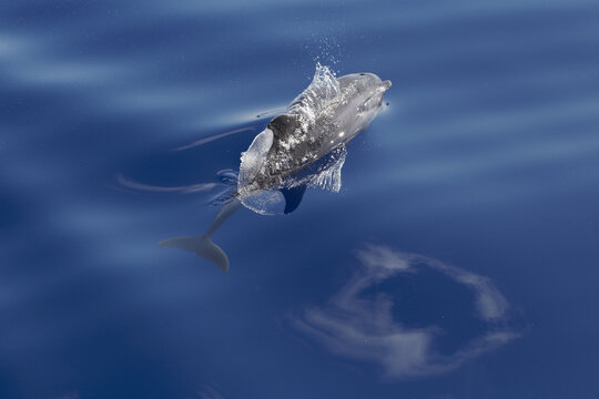 View of a bottlenose dolphin swimming near the surface of the deep blue Atlantic Ocean in Madeira.
