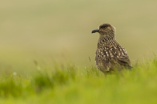 View of a Great Skua, also known as a Bonxie, standing in the green grass of the Shetland Islands, Shetland, Scotland, United Kingdom.
