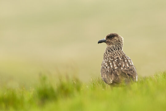 View of a Great Skua, also known as a Bonxie, standing in the green grass of the Shetland, Scotland, United Kingdom.