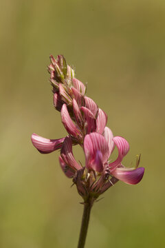 United Kingdom - 21 May 2011: View of a pink sainfoin wildflower in bloom with delicate petals and green stem against a soft blurred background.
