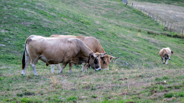 Taureau de race Aubrac dans un pr&eacute; dans le d&eacute;partement du Cantal en automne