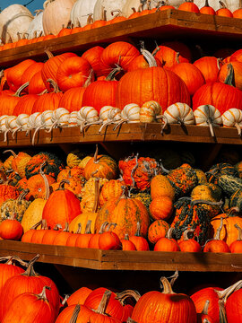 Large collection of orange pumpkins and white gourds arranged on