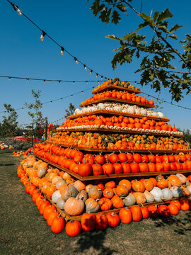 Large pyramid stack of orange pumpkins on display during a sunny