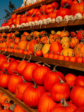 Display of orange pumpkins on wooden shelves during a sunny autumn