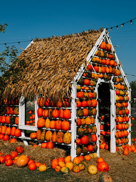 Small wooden shed decorated with many orange pumpkins during a sunny