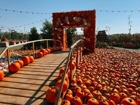 Wooden bridge decorated with orange pumpkins during a sunny autumn