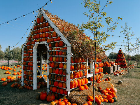 Sunny farm house decorated with many orange pumpkins in autumn