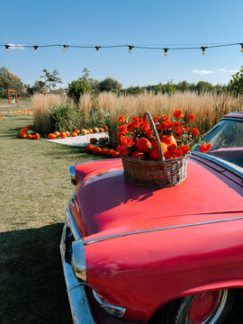 Wicker basket full of vibrant orange flowers sits on the hood of a