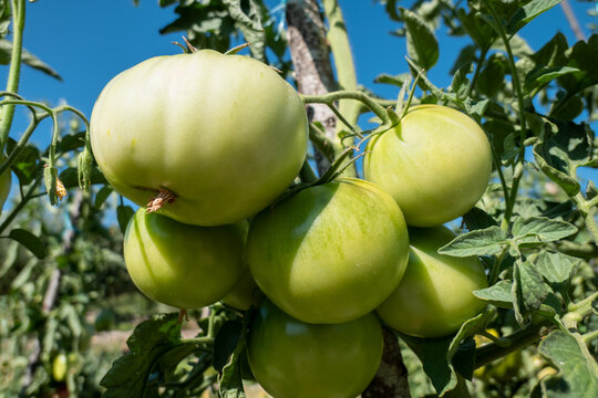 Cacho de tomates verdes a amadurecer no p&eacute; numa horta caseira ao ar livre em meio a um c&eacute;u azul 