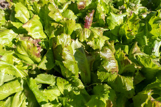 Cultivo de alfaces crespas e verdes com tonalidades roxas e algumas gotas de orvalho numa horta biol&oacute;gica