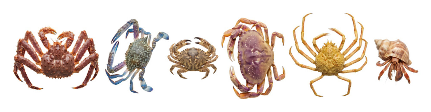 Diverse collection of various crabs and a hermit crab arranged in a horizontal row, showcasing different species, colors, and sizes including king, blue, and spider crabs
