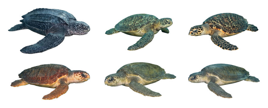 Collection of six different sea turtle species including leatherback, hawksbill, and green turtles shown from a side view perspective in a detailed realistic set
