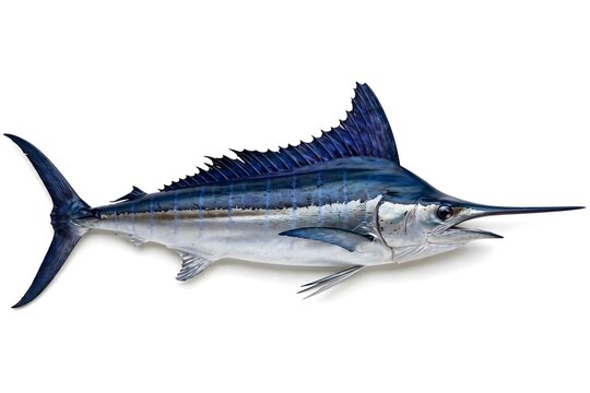 Large blue marlin isolated on white background