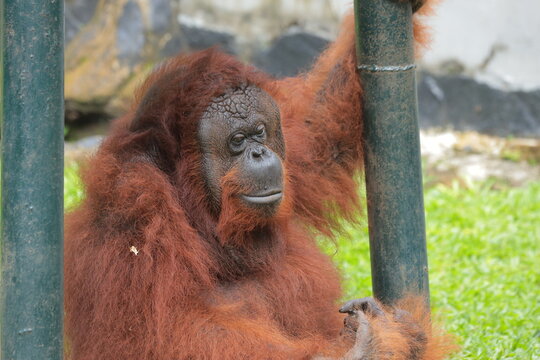 An adult orangutan with reddish fur sits on the grass while holding onto a metal post in an outdoor enclosure.