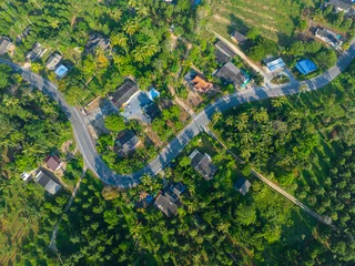 Aerial view green palm oil plantation tree forest © themorningglory